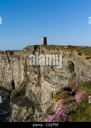 dh Marwick Head BIRSAY ORKNEY Thrift flowers RSPB Bird Nature Reserve sea cliffs Kitchener Memorial cliff uk scotland