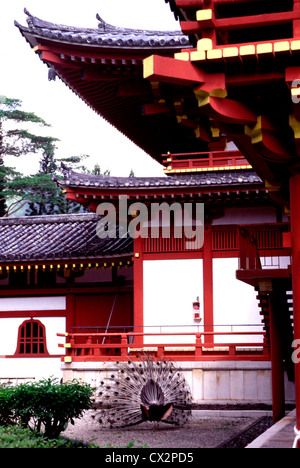 A peacock struts at the Byodo-In Temple,Oahu,Hawaii Stock Photo