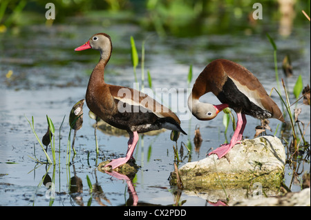 Black-bellied Whistling Ducks on the shores of the Haines Creek River in Lake County Leesburg, Florida. Stock Photo