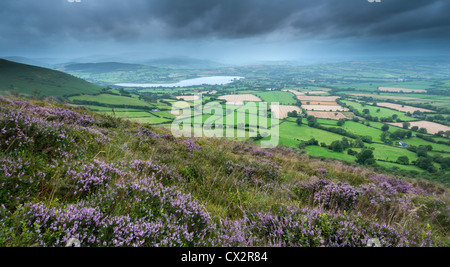 Flowering heather on Mynydd Llangorse mountain, with views towards Llangorse Lake and Pen y Fan, Brecon Beacons Stock Photo