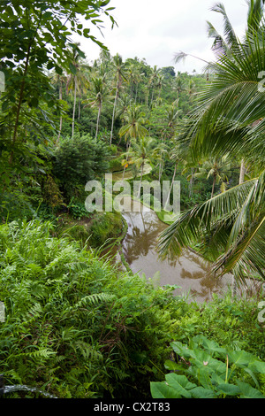 Rice Terrace near Bangli on Bali Stock Photo