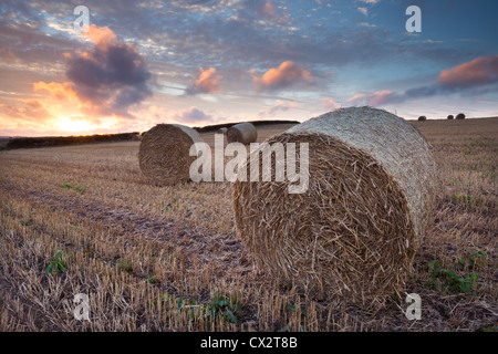 Bales in a harvested corn field at sunset, Devon, England. Summer (September) 2012. Stock Photo