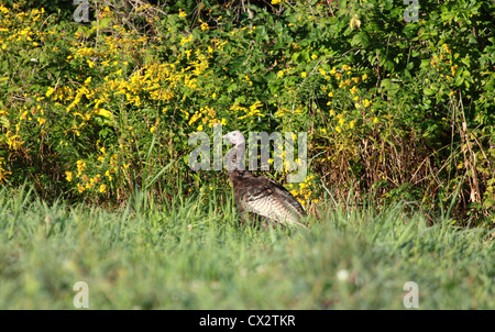 A hen turkey in a sunny field in late summer. Stock Photo