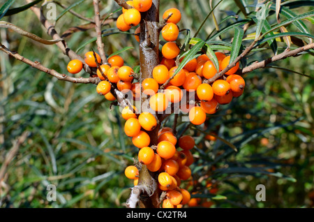 The edible yellow-orange fruits of Sea Buckthorn [Hippophae rhamnoides]. Stock Photo