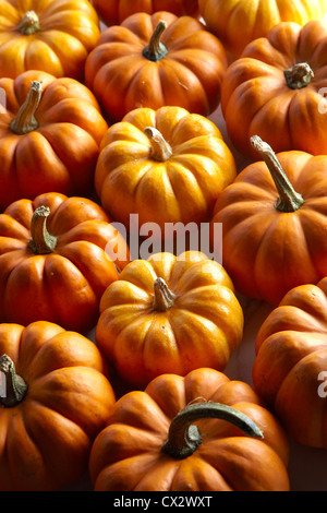 Pumpkins / squash Stock Photo