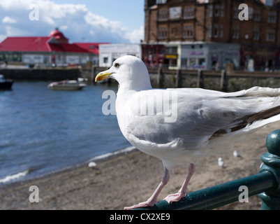 dh European Herring Gull GULLS UK Larus argentatus British Herring Gull seagulls scotland seagull Stock Photo