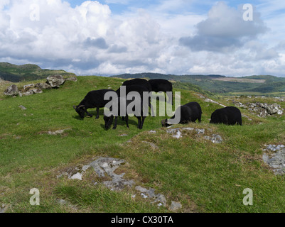 dh Kilmartin Glen DUNADD ARGYLL Scottish Black sheep flock Dunadd Hillfort Crag fort Dalriada livestock grazing animals grass farming scotland Stock Photo