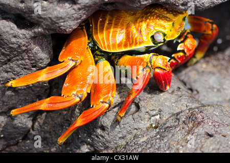 A Sally Light Foot Crab hides in a crevice from predators in the Galapagos Islands Stock Photo
