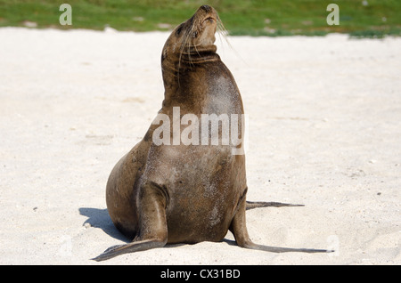 A Sea Lion Basks in the sun on the beach in the Galapagos Islands. Stock Photo