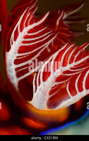 nudibranch, Underwater sea life, Komodo, Indonesia, colorful, ocean, scuba, diving, sea slug, marine life, colorful Stock Photo