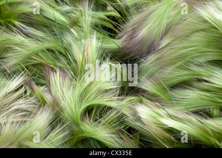 Foxtail Barley (Hordeum Jubatum) Stock Photo