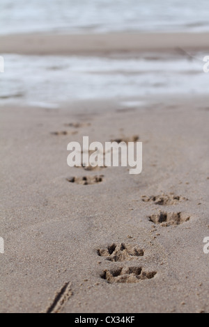 A close-up shot of dog footprints left in the concrete pathway ...