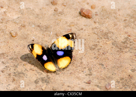 Junonia Hierta (Yellow Pansy) Butterfly Stock Photo