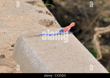 Common Agama Lizard Stock Photo