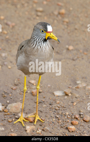 African Wattled Lapwing Stock Photo