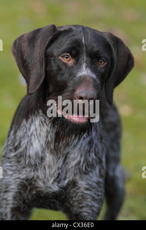 German wirehaired Pointer Portrait Stock Photo