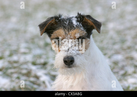 Parson Russell Terrier Stock Photo