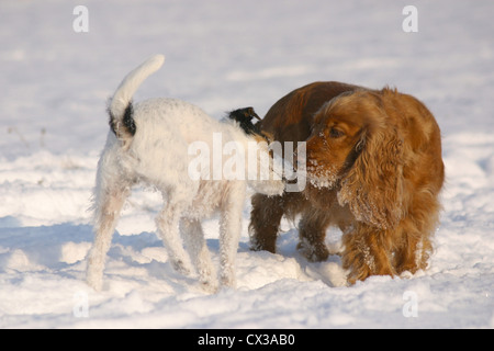 Parson Russell Terrier & Cocker Spaniel Stock Photo
