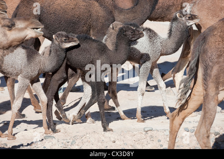Walking herd of dromedary (camels) with young dromedaries. Stock Photo