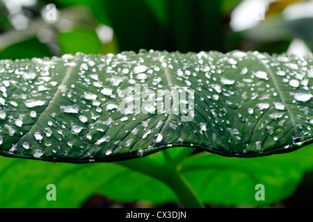 The morning shower leaving a beautiful parttern on arrowleaf; also called the elephant ear leaf Stock Photo