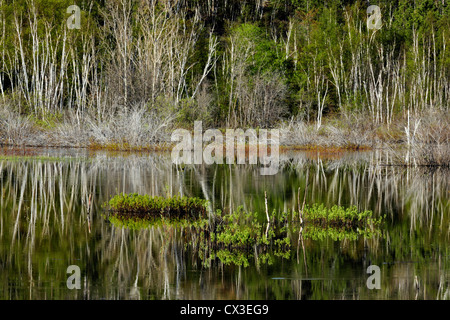tree reflections in beaver pond, Greater Sudbury, Ontario, Canada Stock Photo