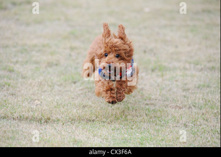 Lovely little poodle dog running on the lawn Stock Photo