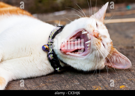 Cat yawning, close-up shot. Stock Photo