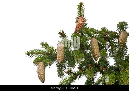Fir tree branch with cones and resin isolated on white Stock Photo