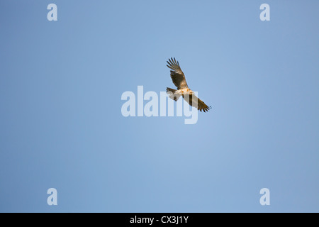 Short Toed Eagle; Circaetus gallicus; in flight; Spain Stock Photo