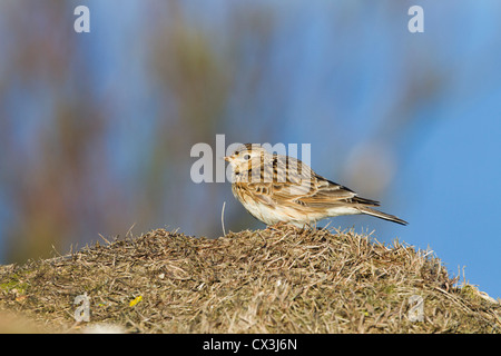 Skylark; Alauda arvensis; UK; summer Stock Photo