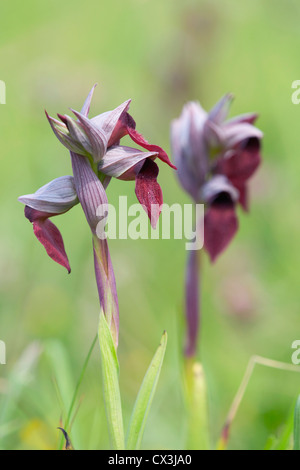 Small Flowered Tongue Orchid; Serapias parviflora; Nr Bilbao; Spain Stock Photo