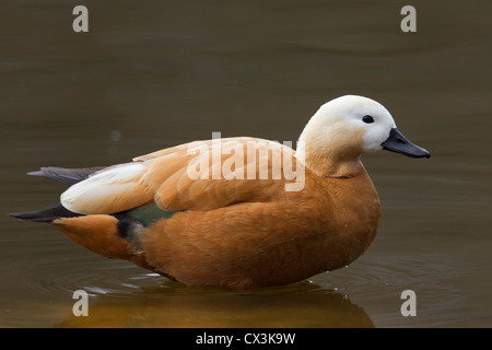 Ruddy shelduck (Tadorna ferruginea) male swimming in lake, Germany Stock Photo