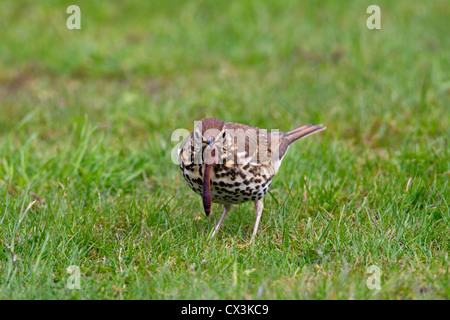 Song thrush (Turdus philomelos) eating earthworm on lawn in garden, Germany Stock Photo