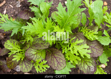 Mixed salad leaves growing in a vegetable garden. Stock Photo