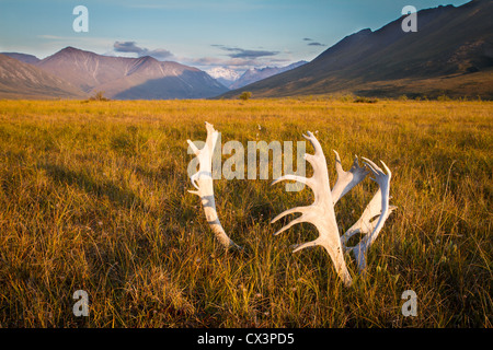 A skull of a bull caribou (Rangifer tarandus) sits on the tundra in Gates of the Arctic National Park, Alaska, USA. Stock Photo