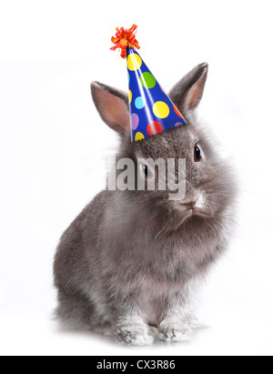 Furry Grey Rabbit With a Birthday Hat On Stock Photo