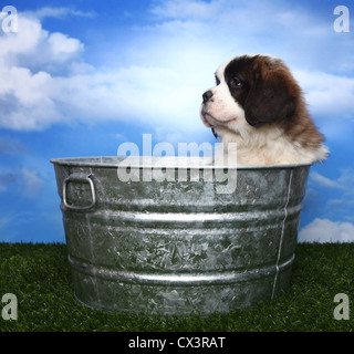 Adorable Saint Bernard Purebred Puppy Stock Photo
