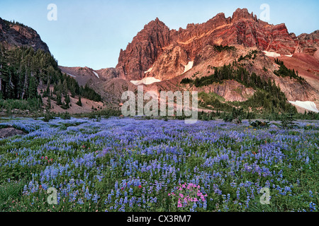 Central Oregon’s Three Fingered Jack (7,844 ft) enriched by civil twilight towers over the lupine bloom at Canyon Creek Meadow. Stock Photo