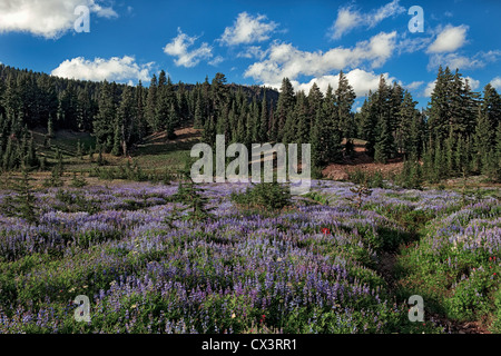 Central Oregon’s Canyon Creek Meadow and the Mount Jefferson Wilderness Area blooms with a profusion of lupine. Stock Photo