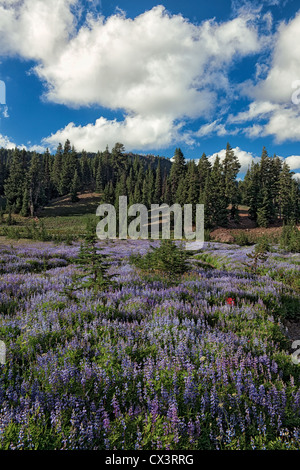 Central Oregon’s Canyon Creek Meadow and the Mount Jefferson Wilderness Area blooms with a profusion of lupine. Stock Photo