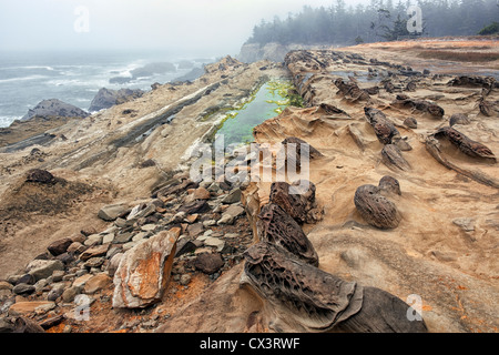 Lifting of morning fog reveals wind and wave sculptured sandstone formations among the cliffs at Oregon’s Shore Acres State Park Stock Photo