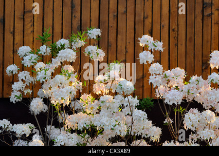 Northern Lights azalea in full bloom, Greater Sudbury, Ontario, Canada Stock Photo