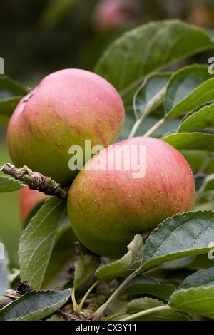 Malus domestica. Apple 'Heusgen's Golden Reinette' growing in an English Orchard. Stock Photo