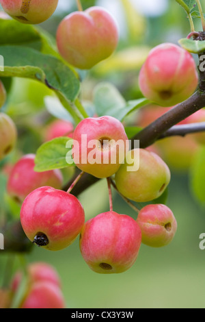 Malus 'Crittenden'. Crab apple 'Crittenden' growing in an English Orchard. Stock Photo