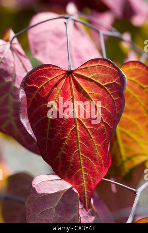 Sunlight shining through the leaves of Cercis canadensis 'Forest Pansy'. Stock Photo