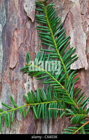 Pacific (Western) Yew branch against bark 'Taxus brevifolia' Stock Photo