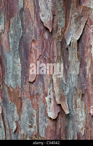 Bark 'Pacific  (Western) Yew'  tree 'Taxus brevifolia' Stock Photo