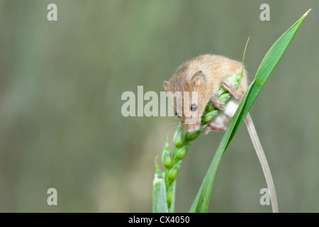 Harvest mouse with its head looking towards the ground struggling to cling to a blade of grass that it is climbing on Stock Photo