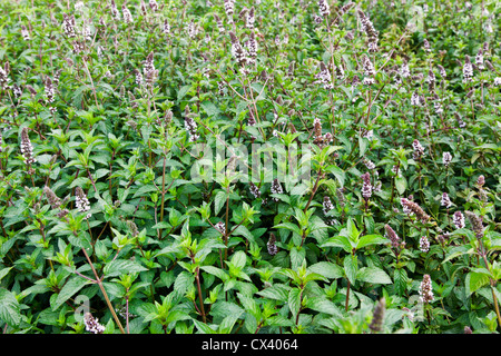 Peppermint flowering 'Mentha x piperita'. Stock Photo