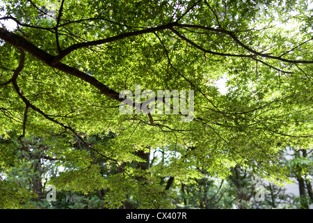 Sun shining through Japanese maple tree in summer. Stock Photo